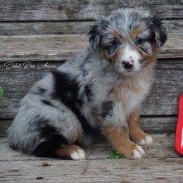Maple - Blue merle female Australian Shepherd puppy in Burbank, South Dakota from Dakota Rose Aussies