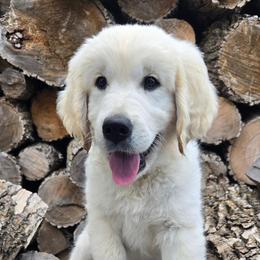 Orange collar -Boy 4 - Golden Retriever puppy from Lightning Oak Acres
