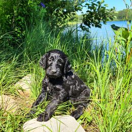 Goldendoodle Puppies from Renegade Retrievers of the North