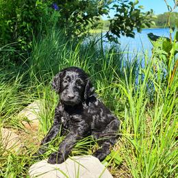 Goldendoodle Puppies from Renegade Retrievers of the North
