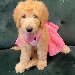 Goldendoodle Puppies from Lu Doodles