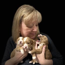 Goldendoodle Puppies from FrillyPaws Doodles