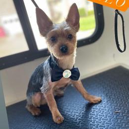 Milo - Yorkshire Terrier