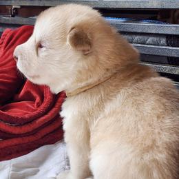 Sofie, white collar - Red and white female Alaskan Malamute puppy in Grayson County, Virginia from River Bend Malamutes