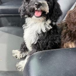 Chai - female Bernedoodle puppy in Horseshoe Bend, Idaho from Over the Moon Poodles and Doodles