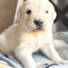 LeMans - Light golden male Golden Retriever puppy in Watkins, Colorado from Brightside Goldens