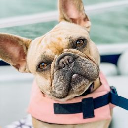Byrdie - French Bulldog