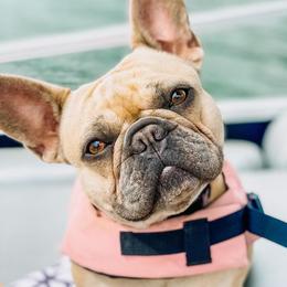 Byrdie - French Bulldog