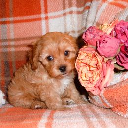 Cavapoo puppies from Walnut Grove Cavaliers