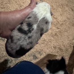 Penny - Sable merle female Border Collie puppy in New Franklin, Ohio from Whipple Farms