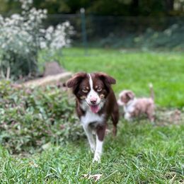 Miranda - Toy Australian Shepherd