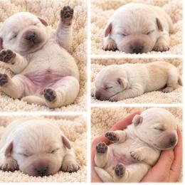 Rudy (Rudolf) - Yellow male Labrador Retriever puppy in Ozark, Missouri from Westwind Labradors