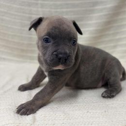 Boy 3 - Blue brindle male American Pit Bull Terrier puppy in Nine Mile Falls, Washington from Bartin Kennels