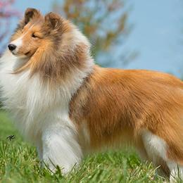 Collies and Shetland Sheepdogs from Sunway Kennels