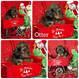 Dachshund Puppies from SunChime