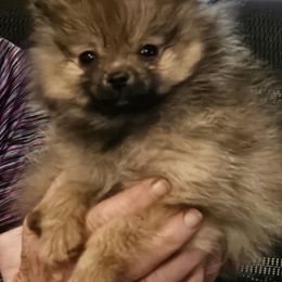 Pomeranian Puppies from Jenn's lovely Pomeranian's