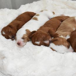 Cavapoo Puppies from Coastal Cavapoos