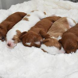 Cavapoo Puppies from Coastal Cavapoos