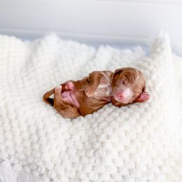 Tinselwood - Red  female Goldendoodle puppy in Greencastle, Indiana from Willow & Co.
