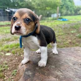 Cruton - White black and tan male Beagle puppy in Judsonia, Arkansas from Mayberry Acres Beagles and Basset Hounds