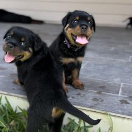 Rottweiler puppies from VHWilliamsRottweilers