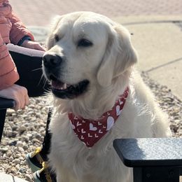 Buck - Golden Retriever