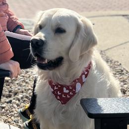 Buck - Golden Retriever