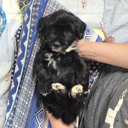 Bootsies - Black and white female Portuguese Water Dog puppy in Russellville, Kentucky from Keehn-Country Porties