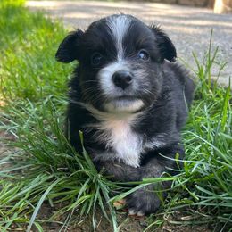 Chip - Black tri male Miniature Australian Shepherd puppy in Phillipsburg, New Jersey from Dusty Dogs Miniature Australian Shepherds