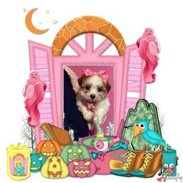 Girl 2 - Tri-color female Coton de Tulear puppy in Yuba City, California from Sutter Buttes Coton De Tulear