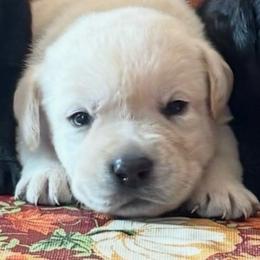 Boy 2 - Yellow male Labrador Retriever puppy in Jamestown, Ohio from Heartlands Quality Labrador Retrievers