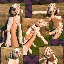 SALEM - Harlequin female Great Dane puppy in Wellsville, New York from Prophecy Danes