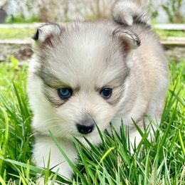 Pomsky Puppies from BittyPomsky