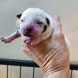 Cheek mark - Blue speckled male Australian Cattle Dog puppy in Lenoir, North Carolina from Blue Coyote Ranch