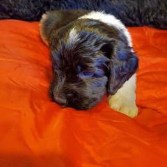 Saint Berdoodle Puppies from Dustdevil Doodles