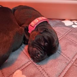 Pink girl - Black female Cane Corso puppy in Branson, Missouri from Silver Summit Cane Corso