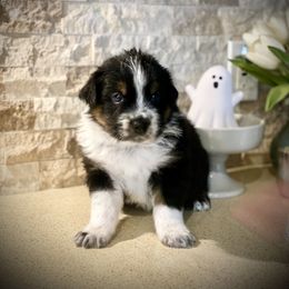 Logan James - Black tri-color Australian Shepherd puppy in Greenville, Texas from Huneycutt Wiggles