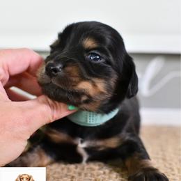 Blue collar boy - Black and tan male Dachshund puppy in Empire, Alabama from Heart of Dixie Kennel