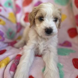 Orange - Parti male Goldendoodle puppy in Millville, New Jersey from Michelle's Doodles