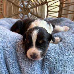 Ollie - Black tri-color male Australian Shepherd puppy in Grants Pass, Oregon from Carmel Mountain Aussies