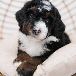 Australian Mountain Doodle Puppies from Brick House Farm Doodles