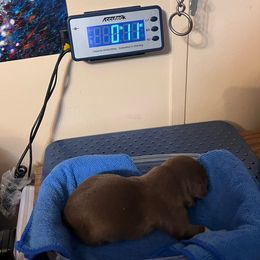 Autumn - Liver and white female American Corgi puppy in Crystal River, Florida from Coopers Korner