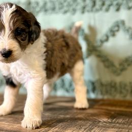 Indie - Blue merle female Aussiedoodle puppy in Charleston, Arkansas from Lazy S Aussies