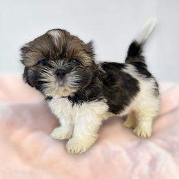 AKC-Chia - Tricolor female Shih Tzu puppy in Charlotte, North Carolina from Judy's Shih Tzus