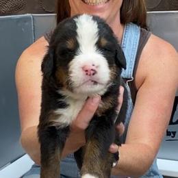 Olive Green Collar Male - Black rust and white male Bernese Mountain Dog puppy in Bristol, Tennessee from Holston Hollow Farm