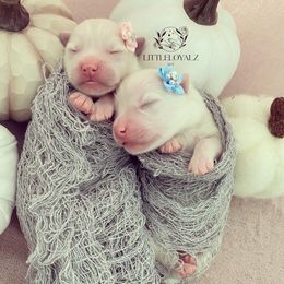 Pomsky Puppies from LittleLoyalzLLC