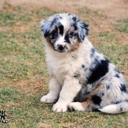 Australian Shepherd Puppies from Mott Ranch - Blazin' Sun Aussies