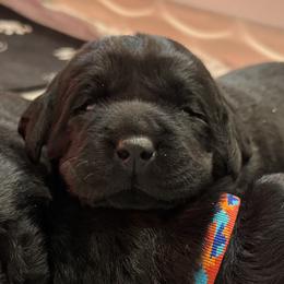 Girl 1 - Black female Labrador Retriever puppy in North East, Pennsylvania from Newara’s Dog House LLC