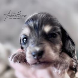 Gabby - Dapple female Dachshund puppy in Clever, Missouri from Autumn Breeze Dachshunds