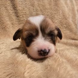 Cocoa - Red female Pembroke Welsh Corgi puppy in Hebron, Kentucky from The Clever Corgi